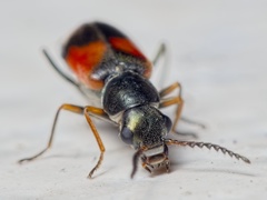 Anthocomus equestris