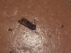Virbia polyphron