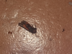 Virbia polyphron