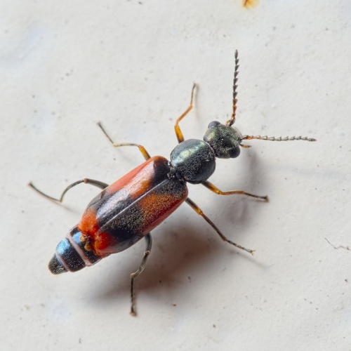 Eurasian Red-and-black Melyrid, photo 4 of 10