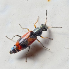 Anthocomus equestris