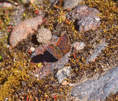 Lycaena boldenarum