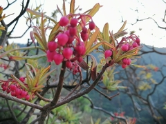 Comarostaphylis