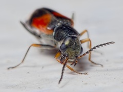 Anthocomus equestris