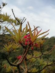 Comarostaphylis