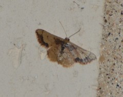 Idaea kendallaria