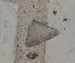 Frederickia disparcata