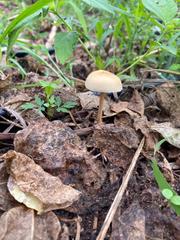 Panaeolus cyanescens