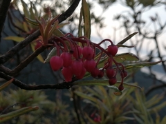 Comarostaphylis