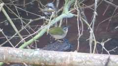 Myiothlypis rivularis