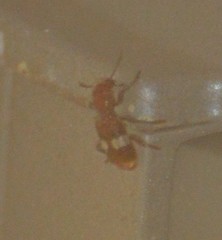 Enoclerus quadrisignatus