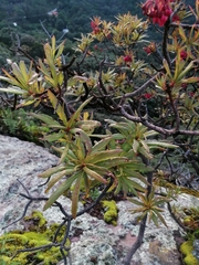 Comarostaphylis