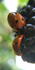 Coccinella septempunctata