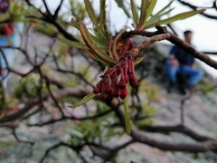Comarostaphylis
