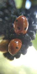 Coccinella septempunctata