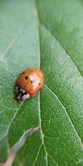 Harmonia axyridis
