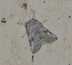 Charadra dispulsa
