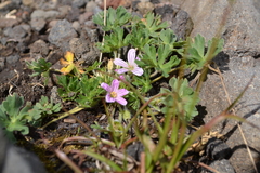 Geranium sessiliflorum