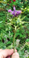 Silybum marianum