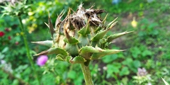 Silybum marianum