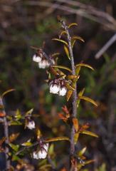 Gaultheria macrostigma