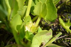 Caltha sagittata