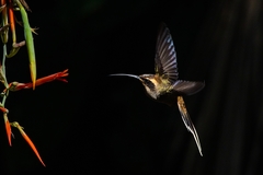 Phaethornis eurynome