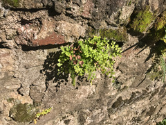 Adiantum capillus-veneris