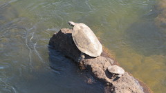 Phrynops williamsi