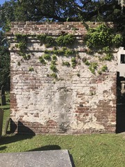 Adiantum capillus-veneris