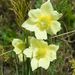 Pulsatilla alpina apiifolia - Photo (c) James,  זכויות יוצרים חלקיות (CC BY-NC)