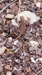 Callisaurus draconoides ventralis