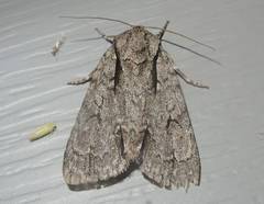 Acronicta hasta