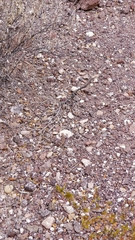 Callisaurus draconoides ventralis