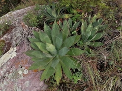 Agave cupreata