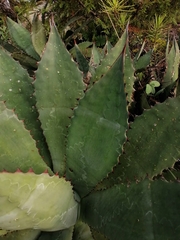 Agave cupreata