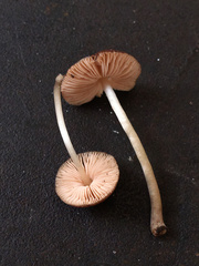 Pluteus seticeps