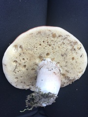 Boletus separans