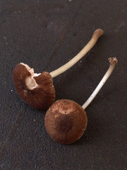 Pluteus seticeps