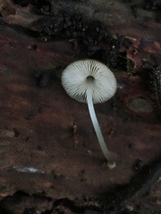 Pluteus seticeps