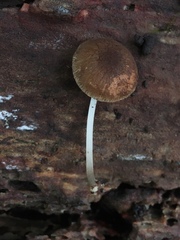 Pluteus seticeps