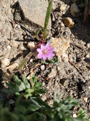 Lewisia pygmaea