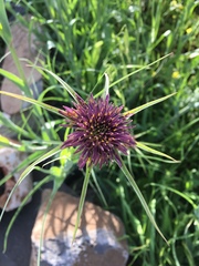 Tragopogon coelesyriacus