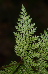 Leptolepia novae-zelandiae