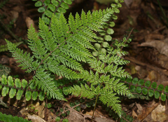 Leptolepia novae-zelandiae