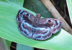 Quadrus contubernalis