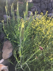 Tragopogon coelesyriacus