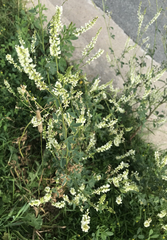 Melilotus albus