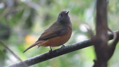 Mionectes rufiventris