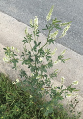 Melilotus albus